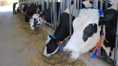 Süt üretimi arttı, karar Haziran’da