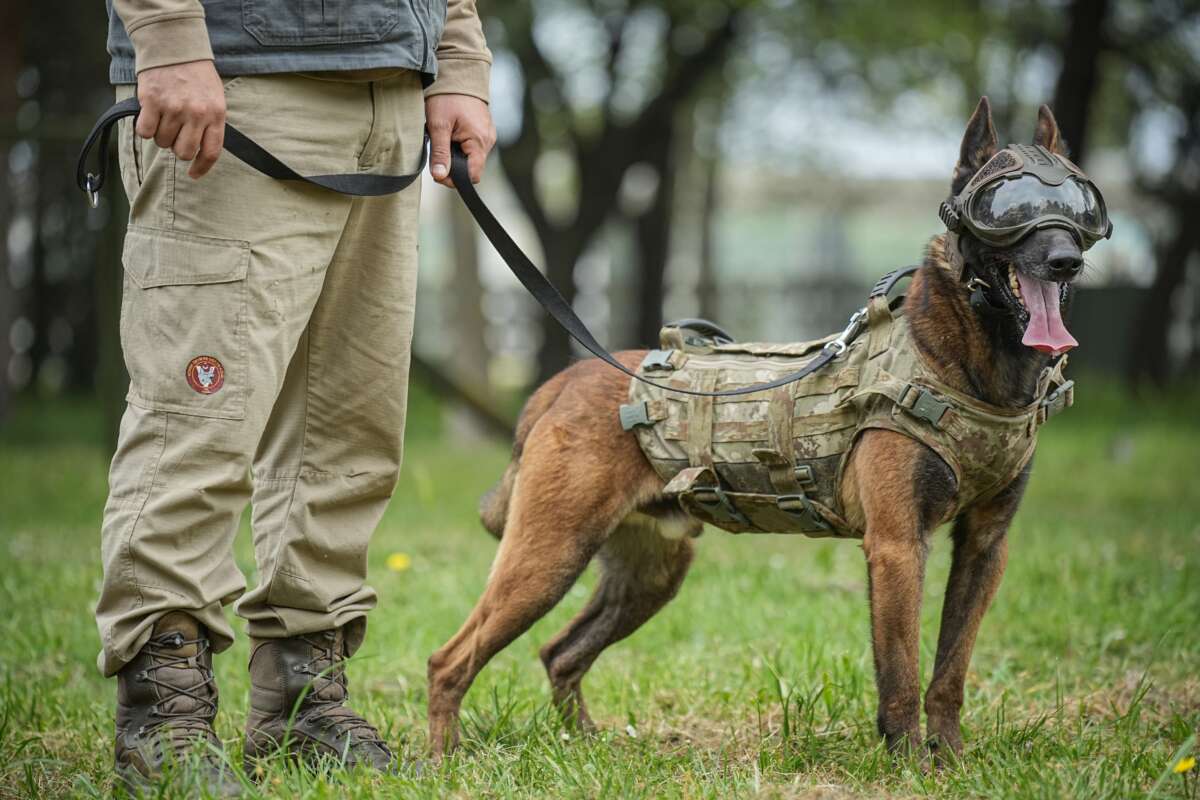 TSK’nın komando köpekleri Mehmetçik’le yan yana vatanı savunuyor