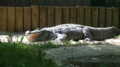 Bursa Hayvanat Bahçesi üyesi timsah baharın gelmesiyle güneş banyosu yapıyor