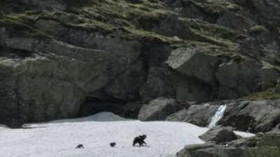 Uludağ’da kış uykusundan uyanan ayı ailesi görüntülendi