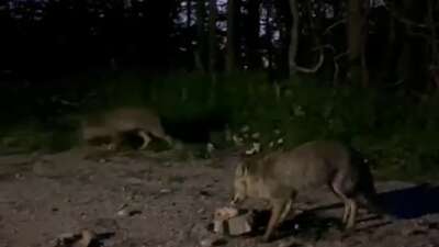 Uludağ’da tilkileri besledi, o anları kayda aldı