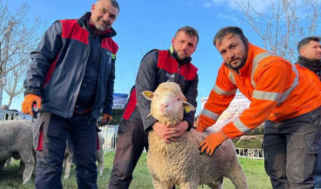 Kocaeli'de koyun ve keçi