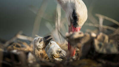 Yaren leyleğin ailesine yeni üyeler katıldı