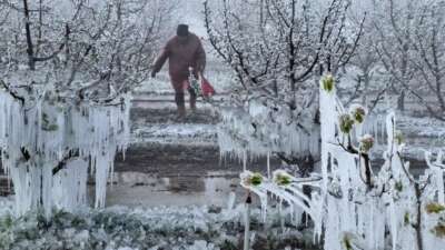 Zirai Don Komisyonu toplanıyor