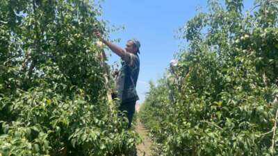 Bursa’da “Tek tek” günde 1200 lira kazanıyorlar