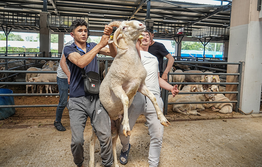 Bursa'da kurbanlık olarak satılan