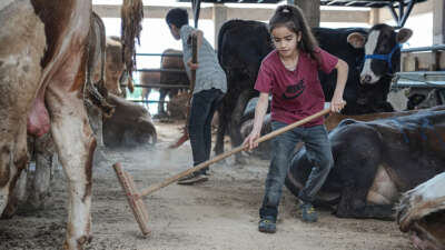  8 yaşındaki Ecrin hayvan pazarının en küçük satıcısı