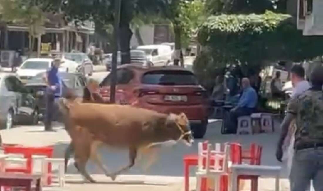Bursa’da dana ipi kopardı, şehirde mini maraton başladı Bursa kent merkezinde kurbanlıklarını alan