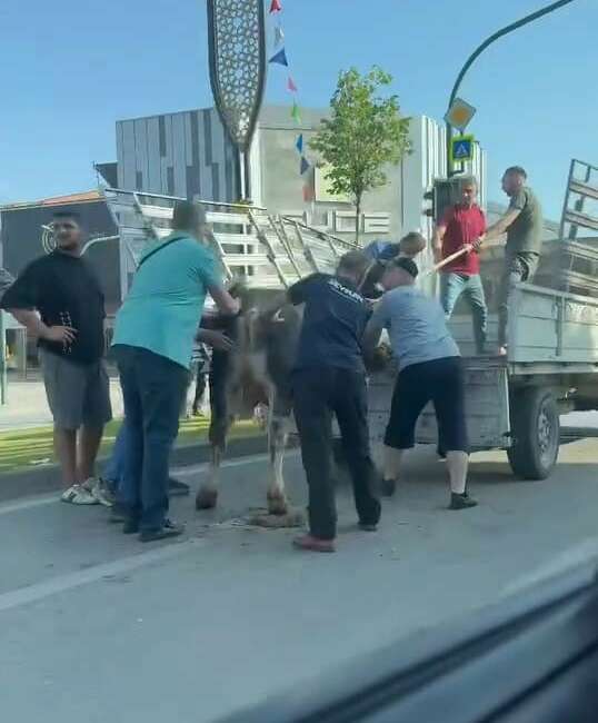Kaçan Kurbanlıklar Sokaklarda Koşturdu Bursa'nın İnegöl ilçesinde her