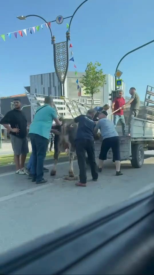 Kaçan Kurbanlıklar Sokaklarda Koşturdu