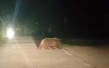 Uludağ’da ayı ailesinin yoldan geçişi görüntülendi