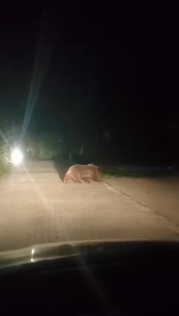 Uludağ’da ayı ailesinin yoldan geçişi görüntülendi Bursa'da anne ayı ve