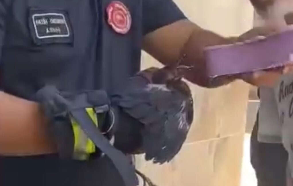 ursa'nın Yıldırım ilçesinde yaşanan