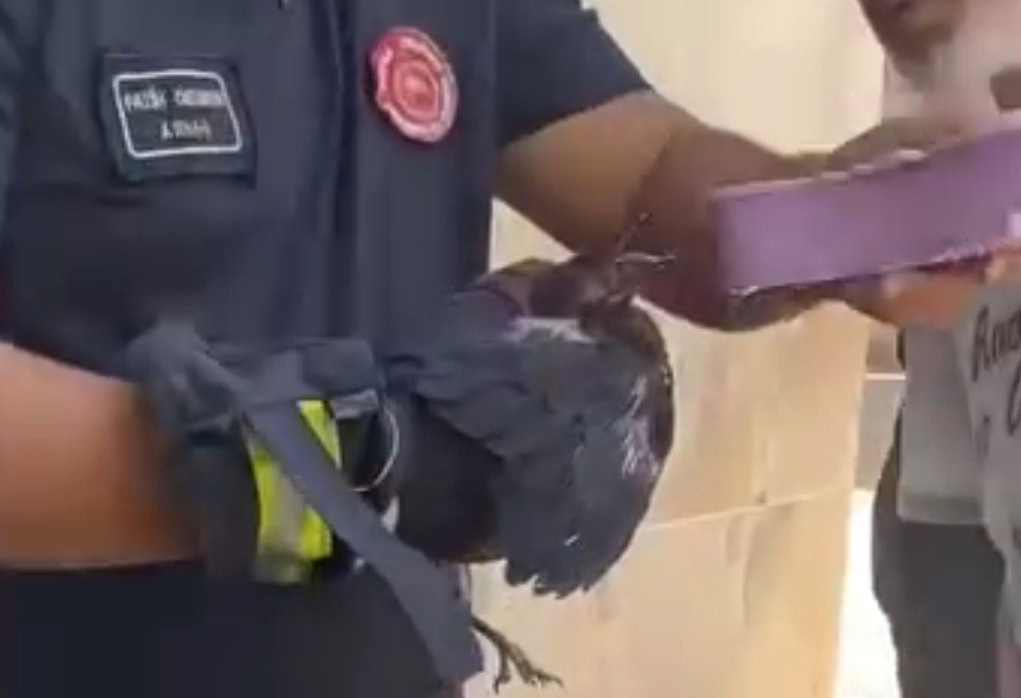 Bursa’da yürekleri ısıtan kurtarma Yavru karga ağaca sıkıştı, çaresizce bekledi