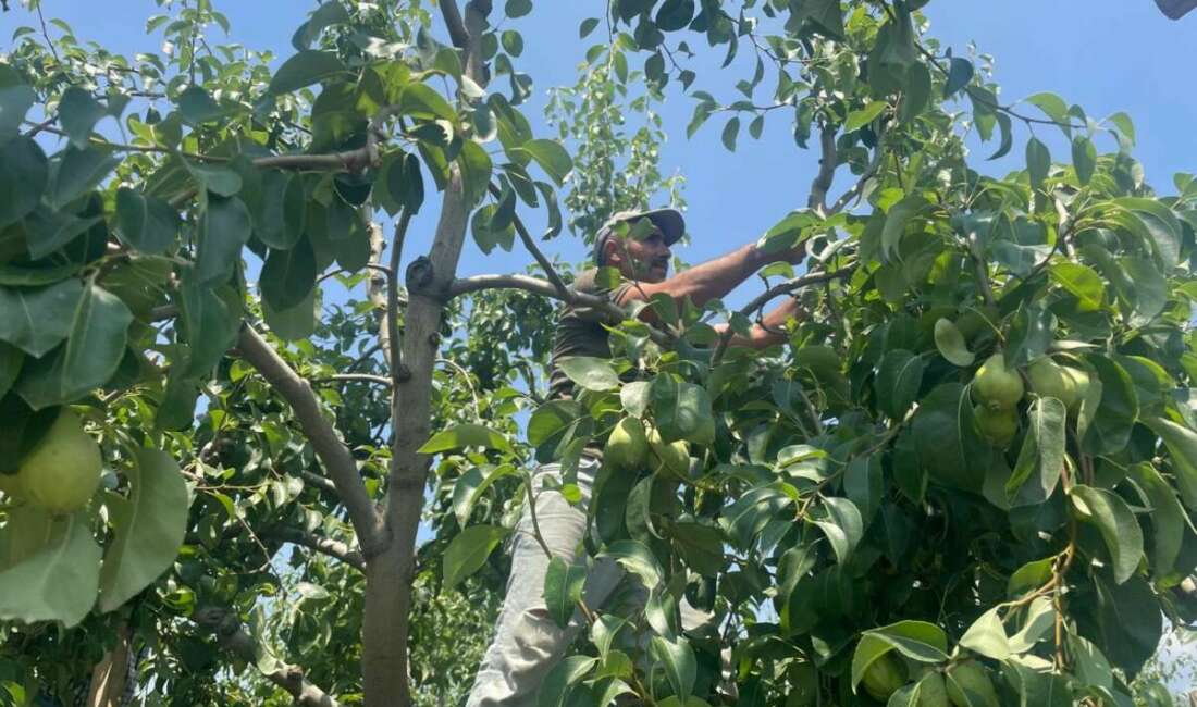 Armut üretiminde önde gelen Bursa'nın