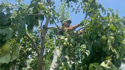 Bursa armudunun bu yılki fiyatı açıklandı