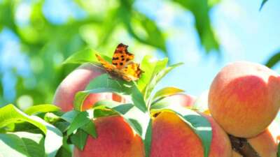 Yeni coğrafi işaret tescili geldi: AB listesinde Bursa’dan 3 ürün var!