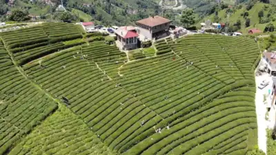 Rize’nin yeni gözdesi: Baklava görünümlü çay bahçesi