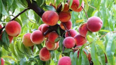 Bursa’nın incisi şeftali dalında 50 liradan alıcı buluyor