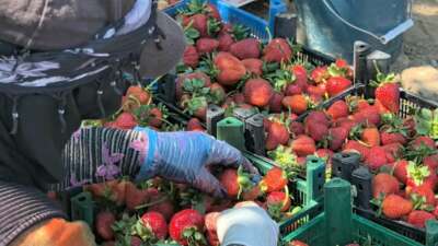  Bursa’da ‘kırmızı elmas’ hasadı başladı