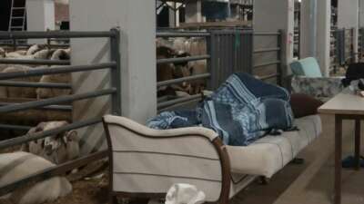 Bursa’da koyunlarla ‘koyun koyuna’ nöbet