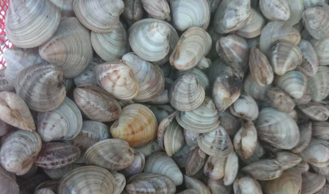 Geçen yıl diğer deniz