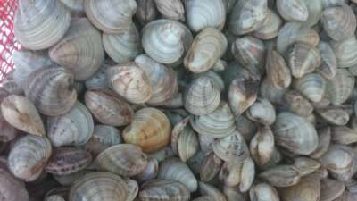 Deniz hıyarı ve beyaz kum midyesi üretimi arttı