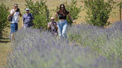 Doktorun Kurduğu Şifa Bahçesi ziyaretçi akınına uğradı