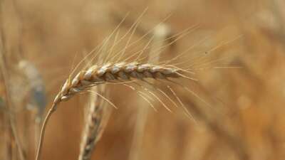 Ekmekçiler makarnacılara göre karlı bir hafta geçirdi