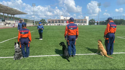 İstanbul’da Arama kurtarma köpekleri yarıştı: 9 ülkeden 27 ekip sahada