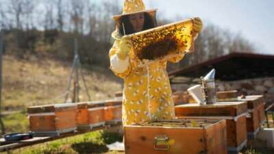 İznik’ten Londra’ya bal gibi başarı