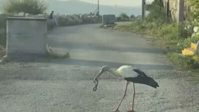 Leylek ve kartalın yılan avı kamerada