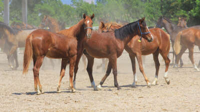 Bursa’da Baba Mevlüt’ün malları 2,5 milyon liraya yok satıyor.