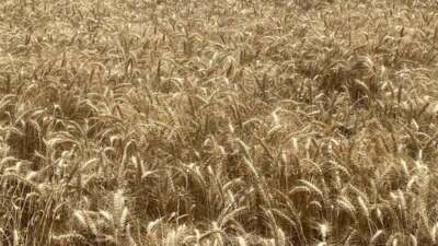  Makarnalık buğdayın tonu 2 bin 760 lira arttı