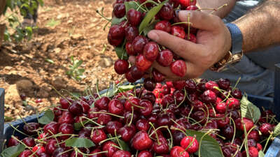 Mardin’de 17. Napolyon Kirazı Festivali düzenlendi