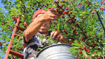  Meyvedeki düşüş tarım işçilerini de kara kara düşündürüyor