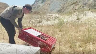 Bursa’da 100 keklik doğaya bırakıldı