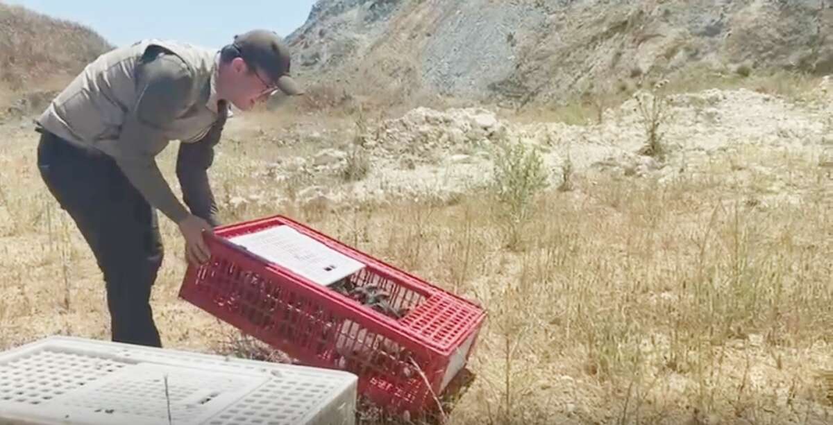 Bursa’da 100 keklik doğaya bırakıldı