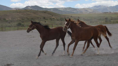 Milyonluk taylar açık artırmayla satışa sunuluyor