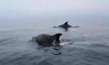 Mudanya sahilinde yunuslarla unutulmaz karşılaşma