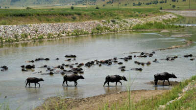 Muş’ta mandalar serin suya girerek hastalıklara karşı kendini koruyor
