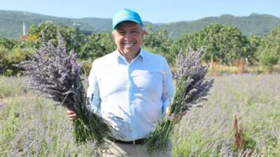  Nilüfer’de lavanta hasadı başladı