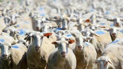 TİGEM Karacabey, hem üreticiye hem ekonomiye katkı sunuyor