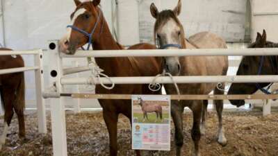 TİGEM Tay satışından 31 milyon TL gelir elde etti