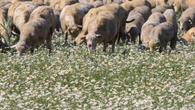 TİGEM’in meraları papatya tarlasına dönüştü
