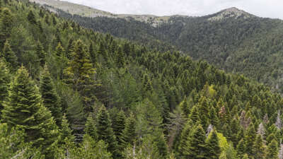 Tarihe yön veren ağaç: Kazdağı Göknarı