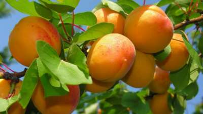 Taze kayısı 100 lira, kurusu 1000 lirayı aştı!