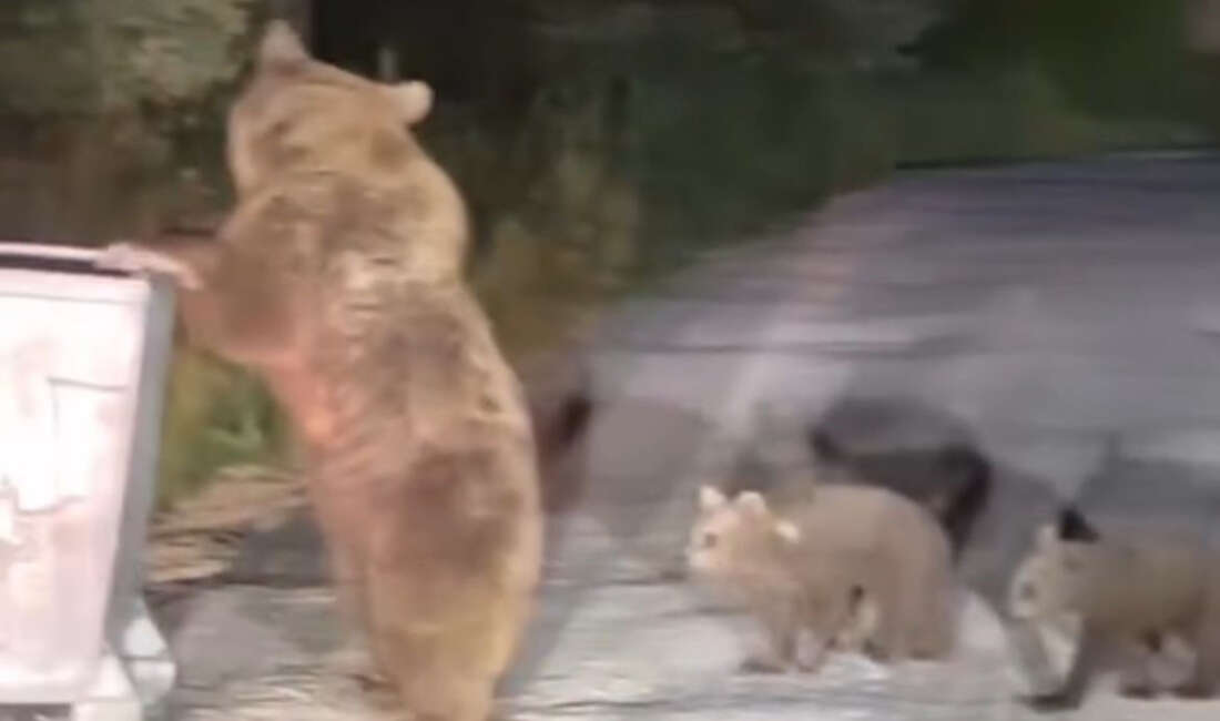 Bursa Uludağ'da boz ayı yavrularıyla