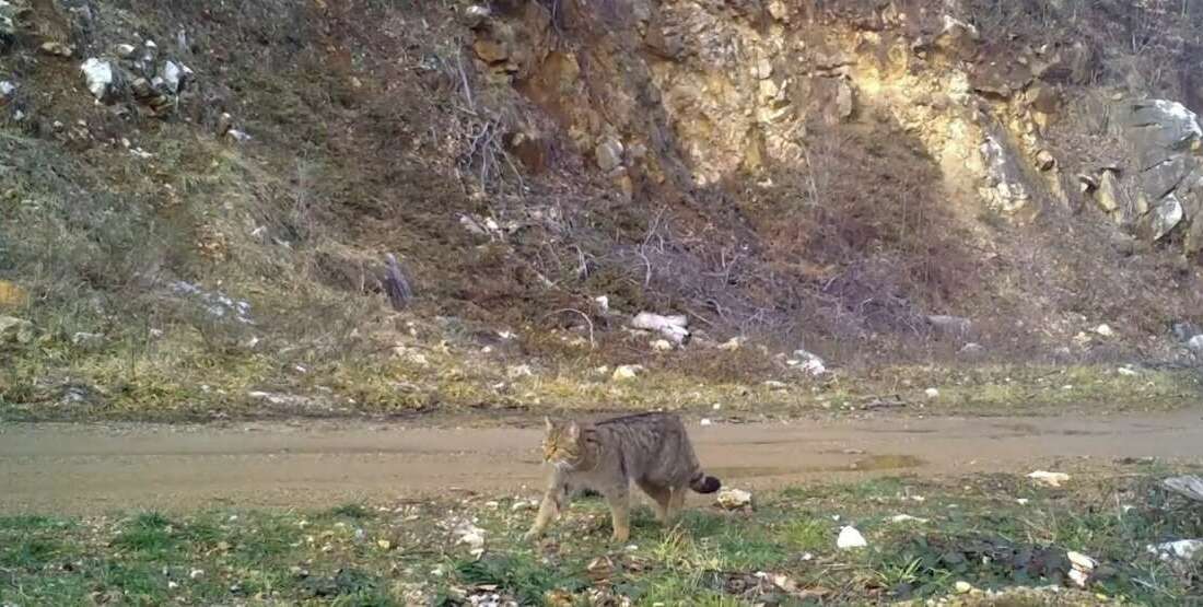 Evcil kedilerin atası olarak