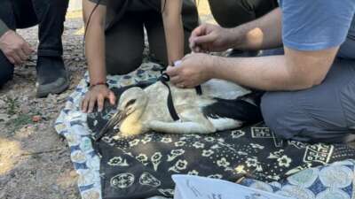 Yaren Leylek’in yavruları halkalandı: Yavruların göç yolculukları takip altında